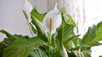 Low maintenance house plant - Peace Lily