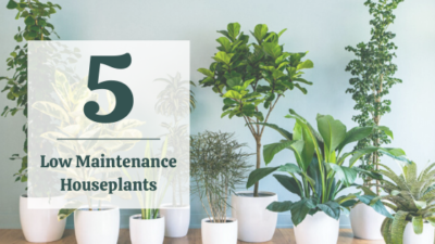 5 Low Maintenance House Plants
